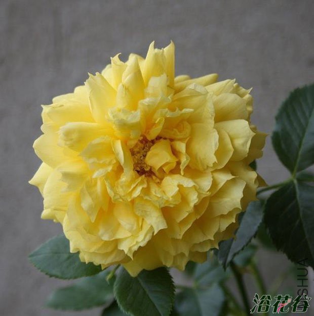 �й�Ů��(china girl)4.jpg