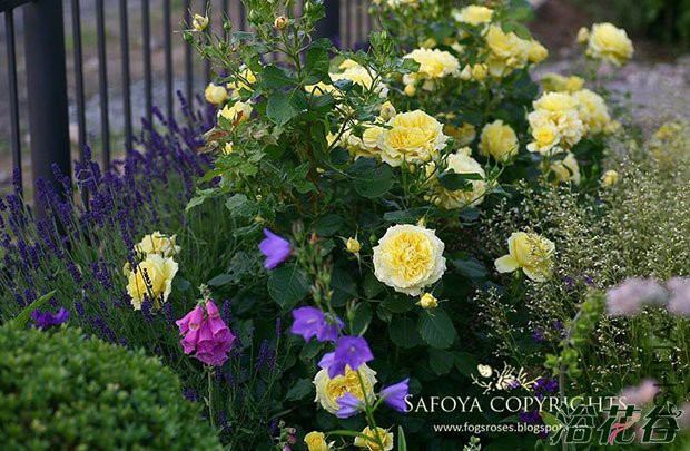 �й�Ů��(china girl)1.jpg