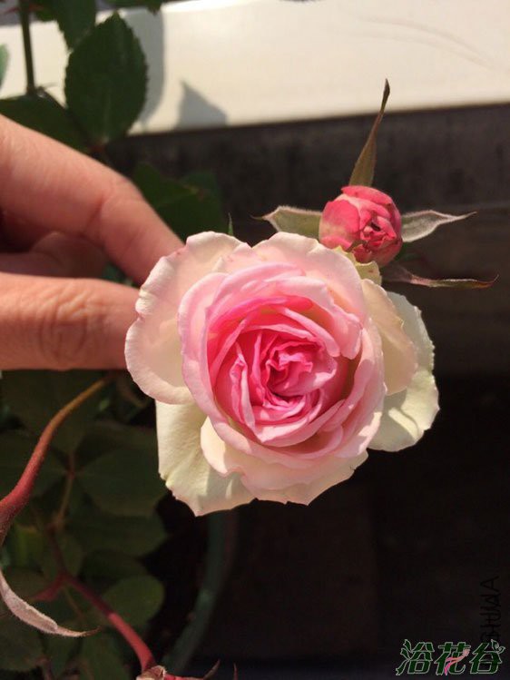 ��С����԰(CL.Mini Eden)1.jpg