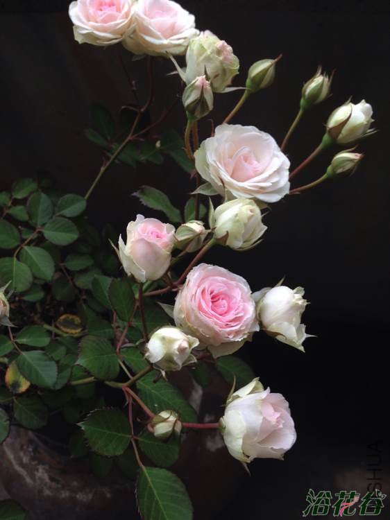 ��С����԰(CL.Mini Eden)3.jpg