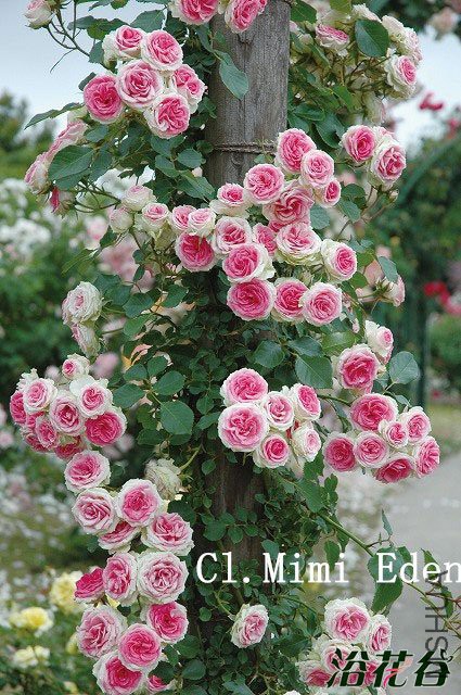 ��С����԰(CL.Mini Eden)2.jpg