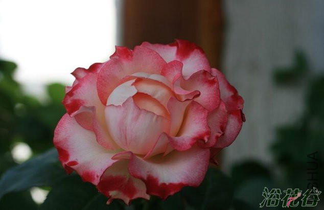 ����������(Spanish Dancer)5.jpg