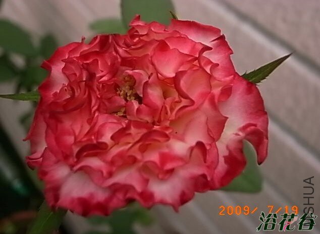 ����������(Spanish Dancer)2.jpg