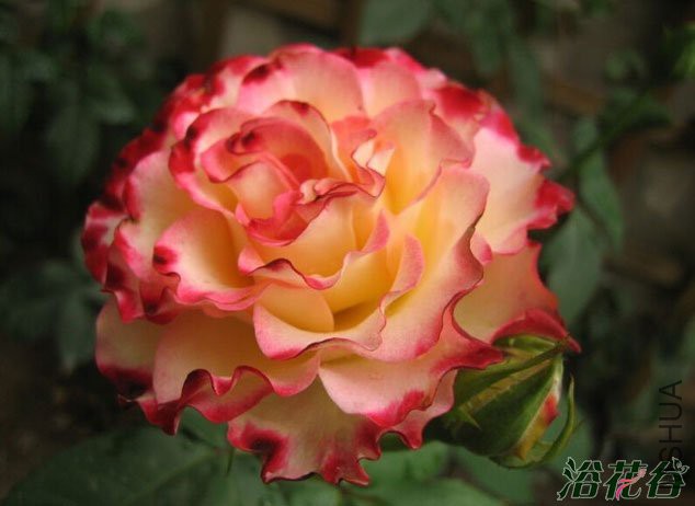 ����������(Spanish Dancer)1.jpg