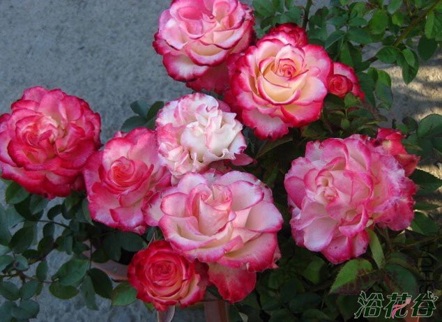 ����������(Spanish Dancer)4.jpg