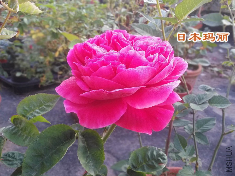 �ձ�����-2.jpg