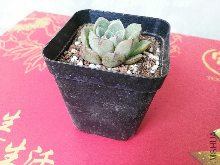 ����ŵ��С����
