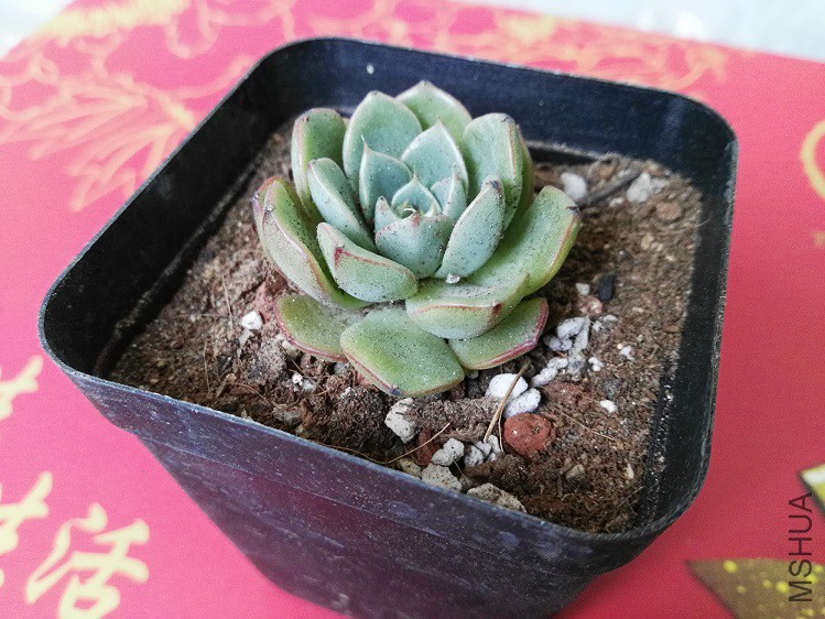 ����ŵ��С����