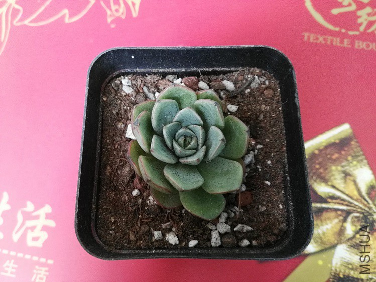 ����ŵ��С����