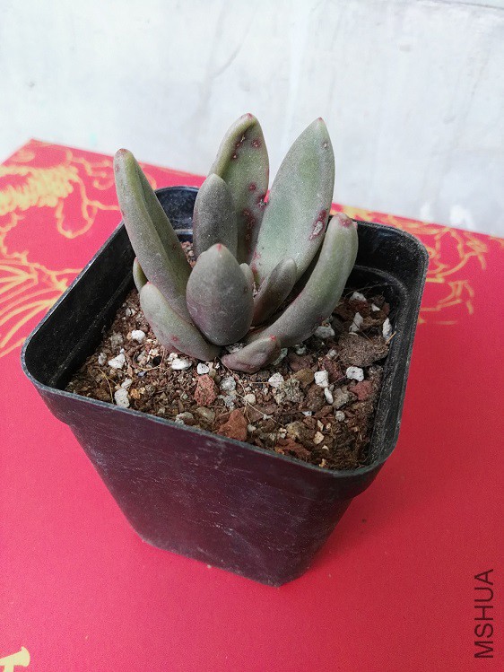 ����ָ���