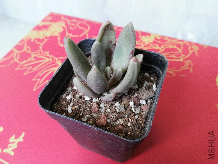 ����ָ���