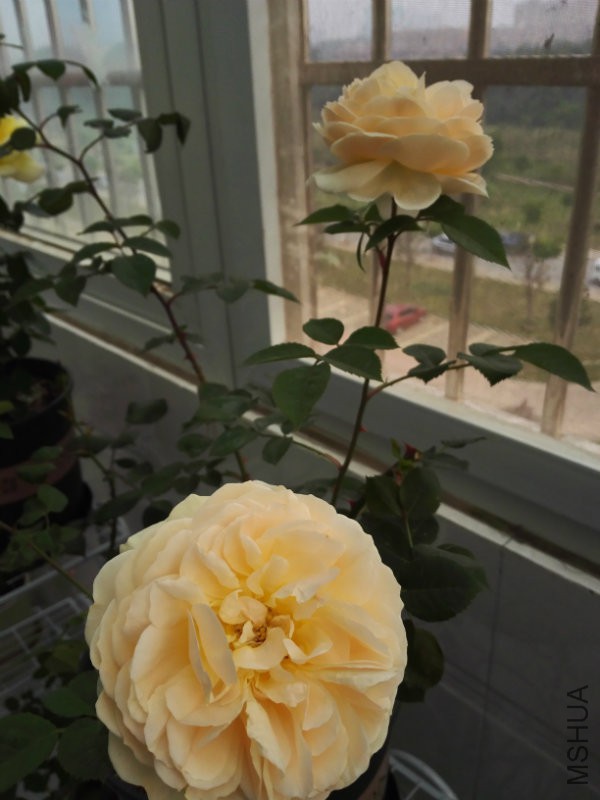 IMG_20160428_173215.jpg