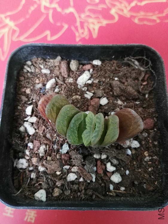 ������