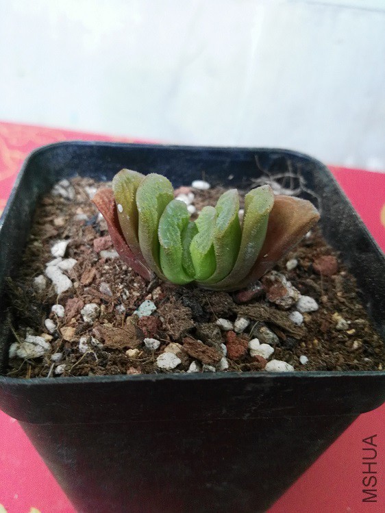 ������