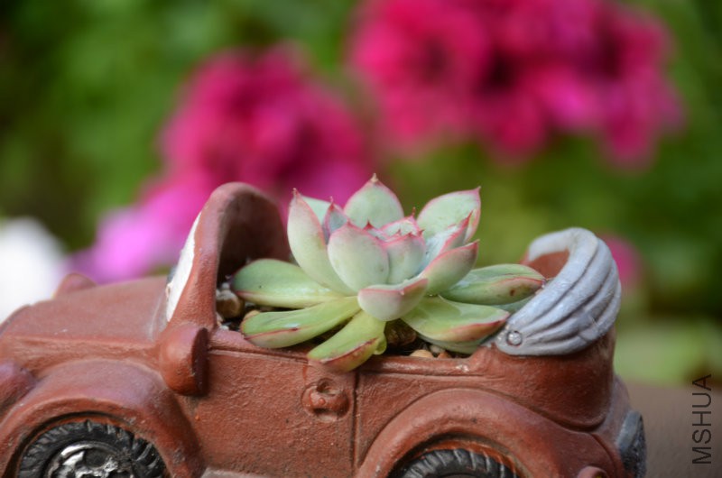 DSC_4749.JPG