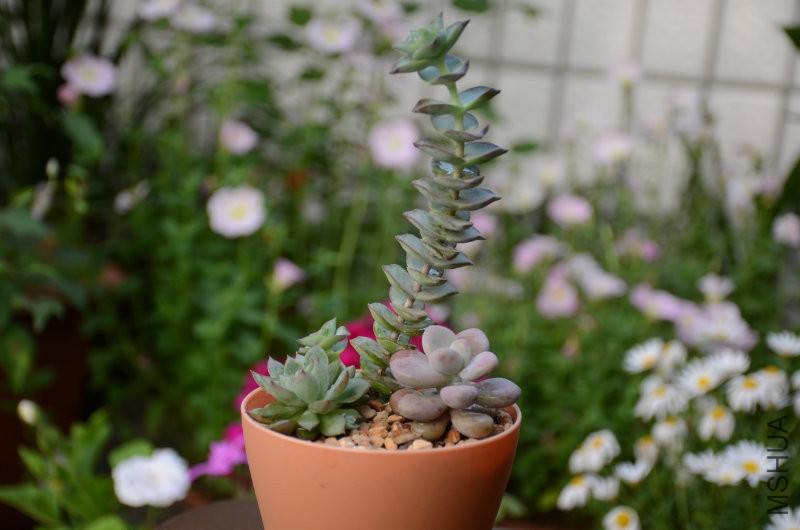 DSC_4757.JPG