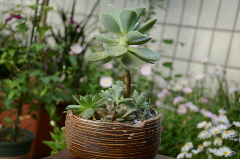 DSC_4768.JPG