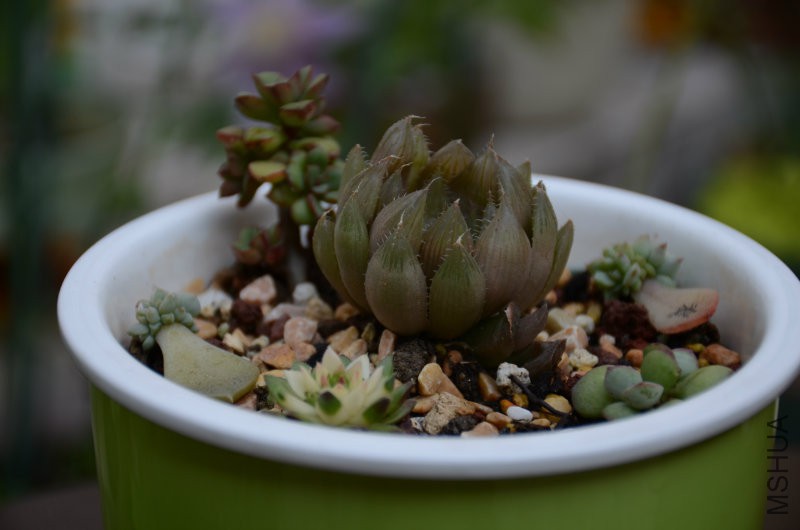 DSC_4785.JPG