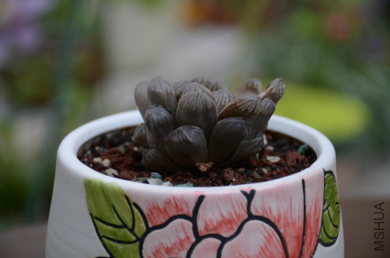 DSC_4802.JPG