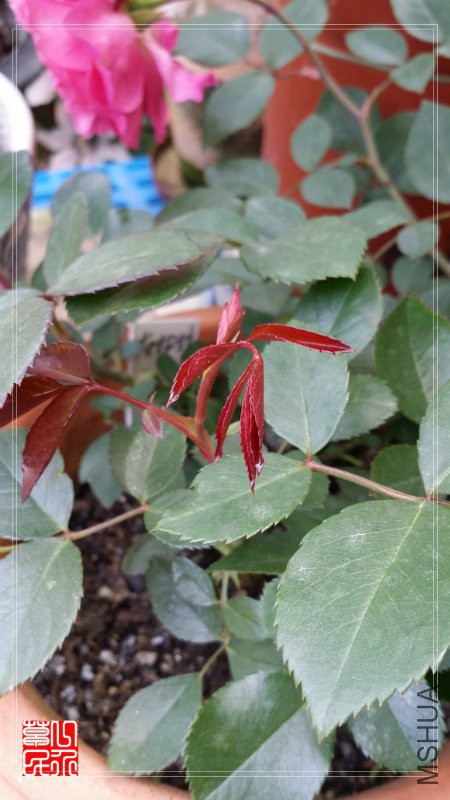 20160430_092550.jpg