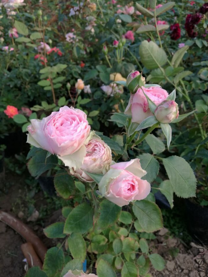 QQͼƬ20160501111459.jpg