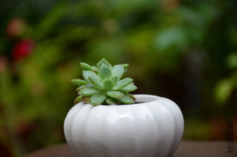 DSC_4855.JPG
