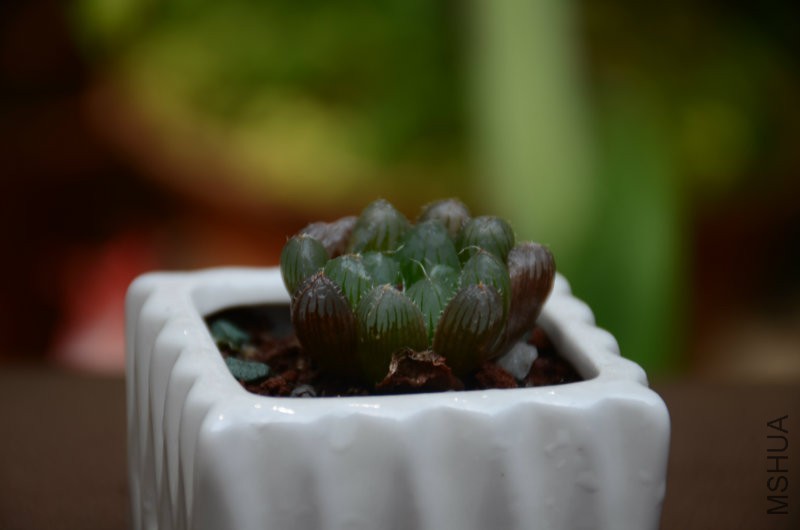 DSC_4859.JPG