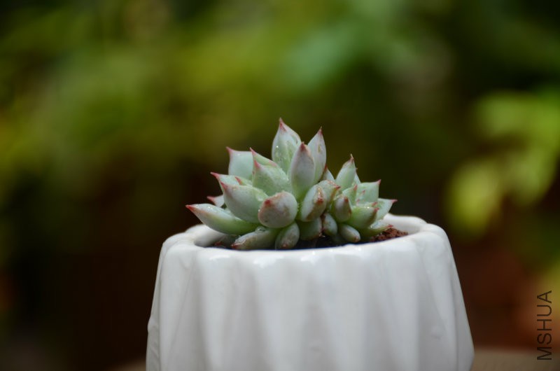 DSC_4866.JPG