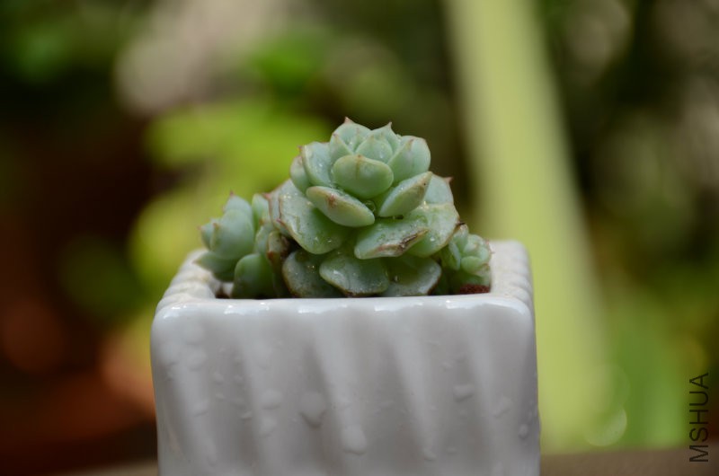 DSC_4867.JPG