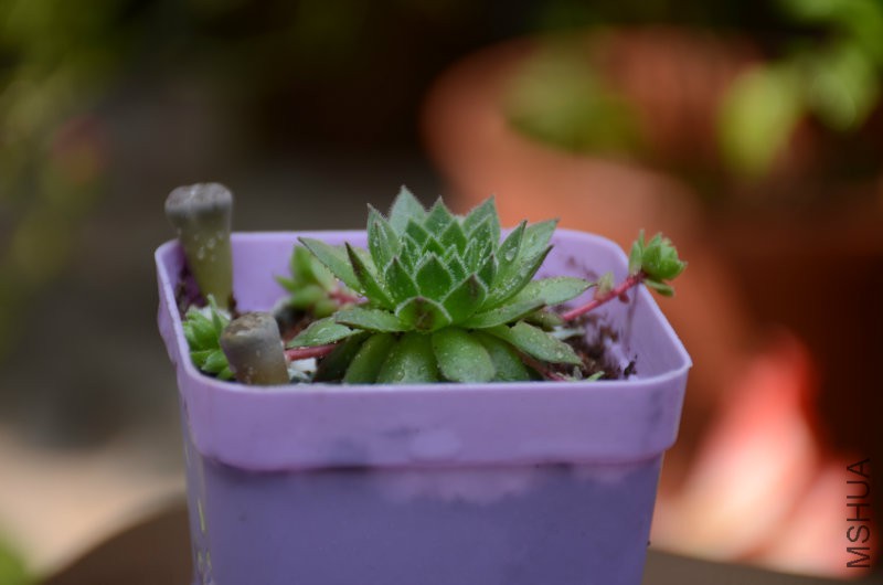DSC_4882.JPG