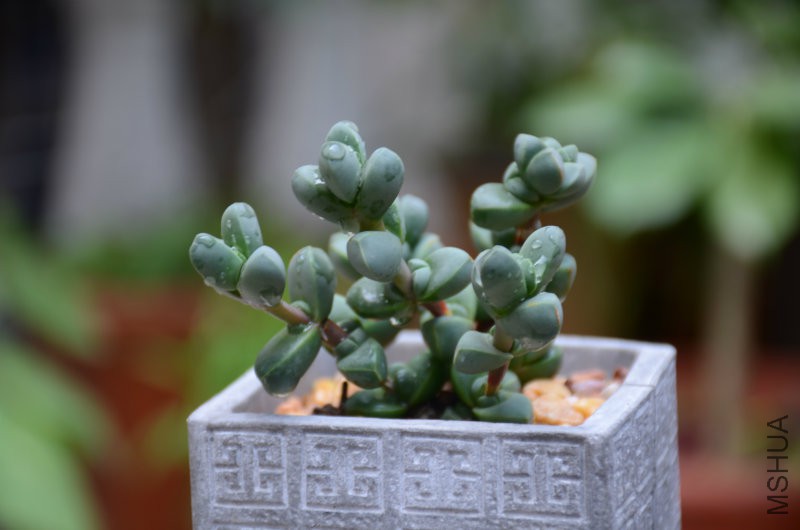 DSC_4900.JPG
