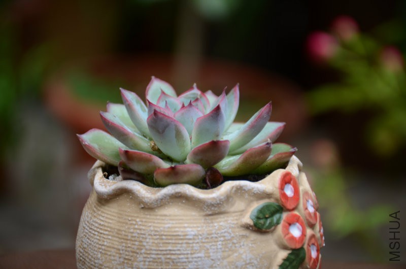DSC_4914.JPG