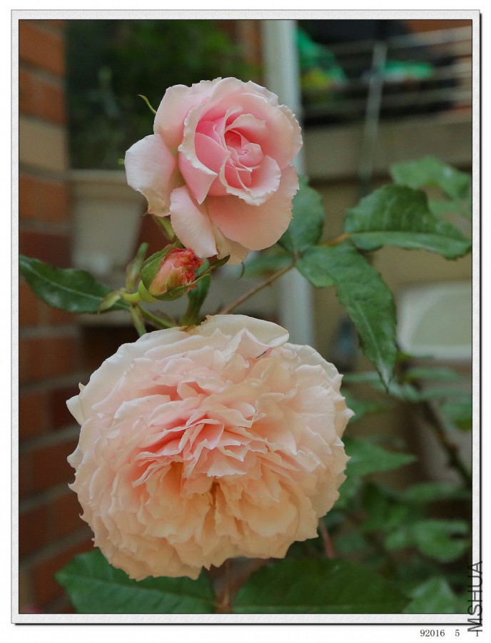 2016050103.jpg