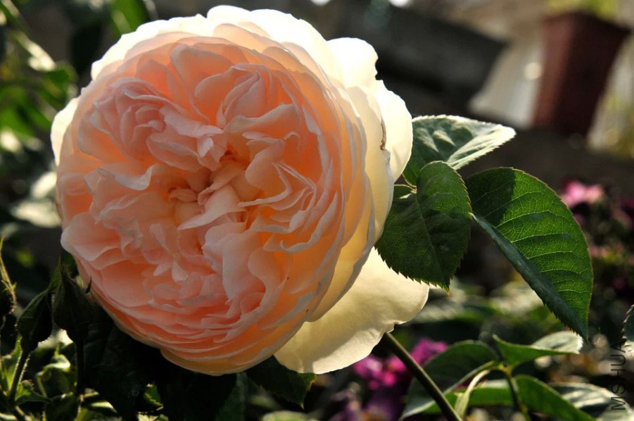 psb (9).jpg