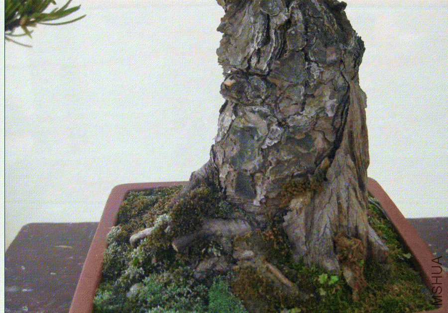 2.GIF