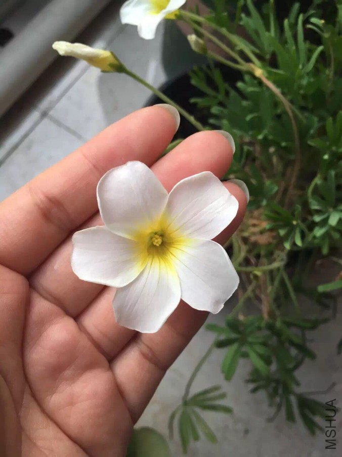 oxalis cathara white