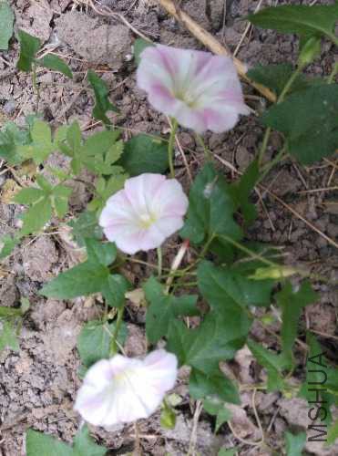 IMG_20160501_104756.jpg