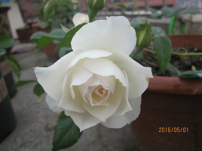 IMG_2806.jpg