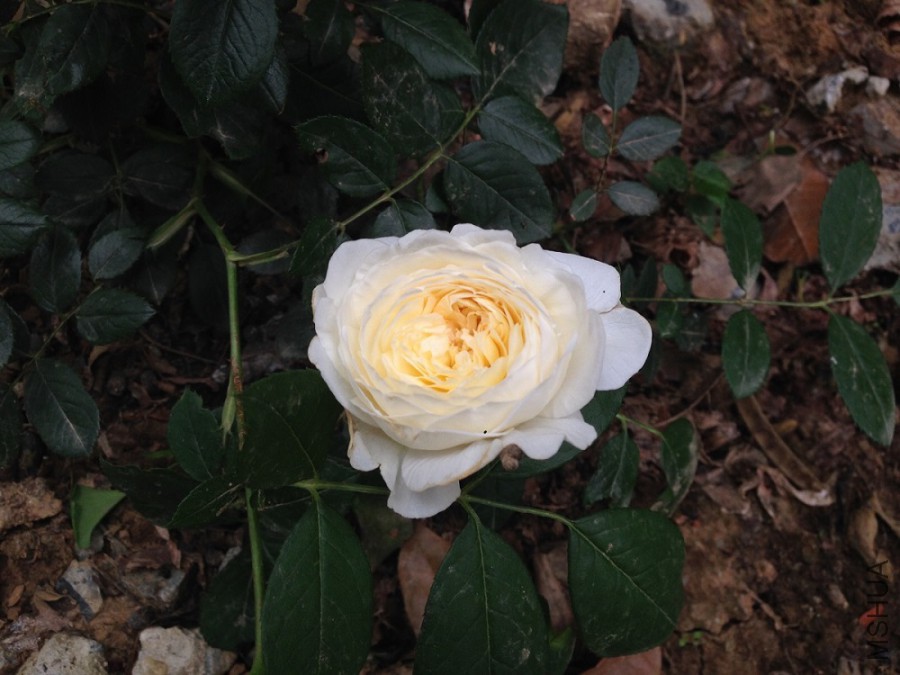 ���ڵȵ���