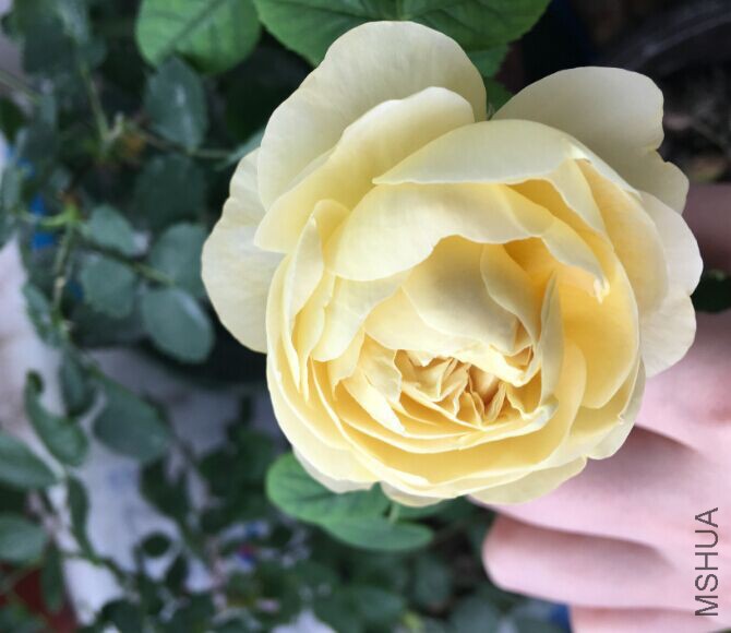 QQͼƬ20160502101602.jpg