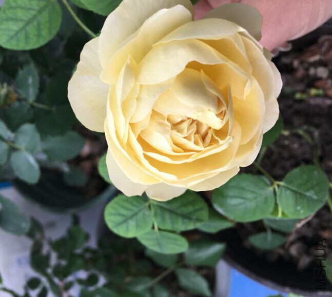 QQͼƬ20160502101720.jpg