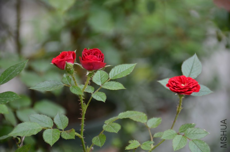 DSC_4932.JPG