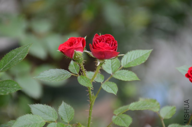 DSC_4934.JPG