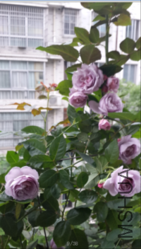 QQ��ͼ20160502132643.png