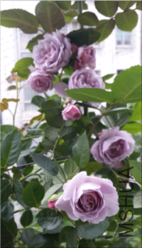 QQ��ͼ20160502132710.png