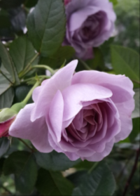 QQ��ͼ20160502132725.png