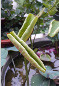 QQ��ͼ20160502132630.png