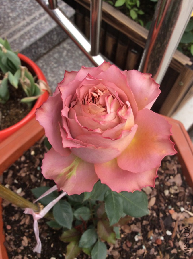 Ӣ�׽��� 4.28��.JPG