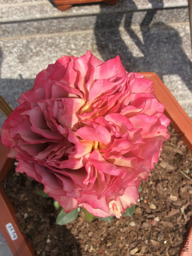 Ӣ�׽��� 5.2��.JPG