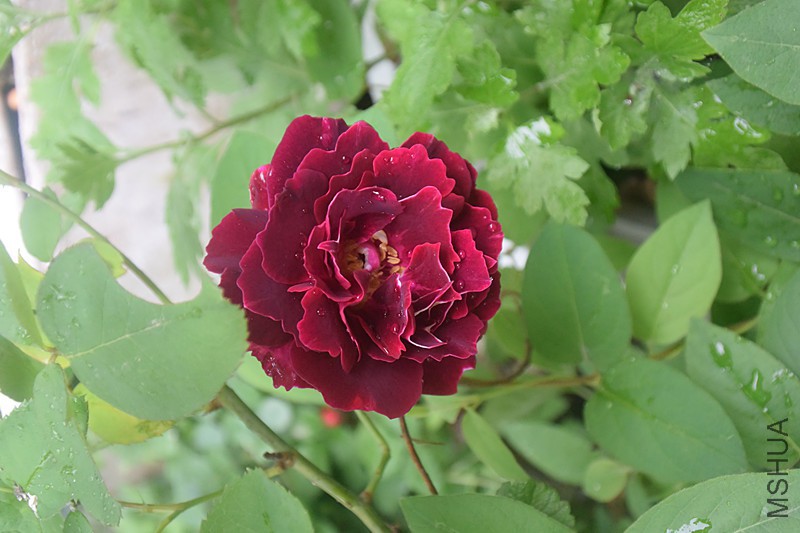DSC_1068_����.jpg